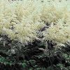 Aruncus Dioicus Kneiffi